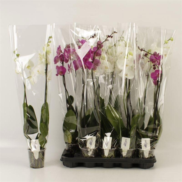 <h4>PHAL GEM</h4>