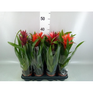 Bromelia ...mix