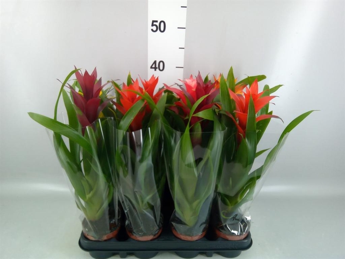 <h4>Bromelia   ...mix</h4>