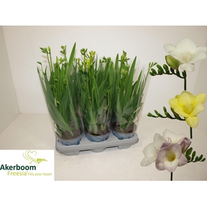 FREESIA OV