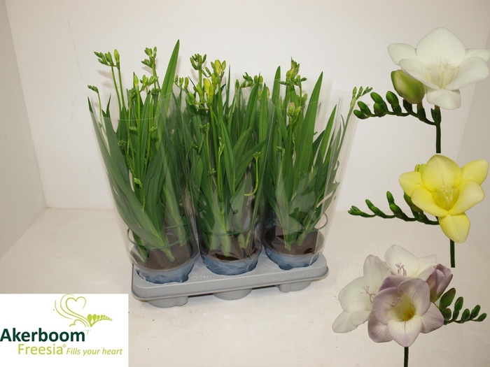 <h4>FREESIA OV</h4>