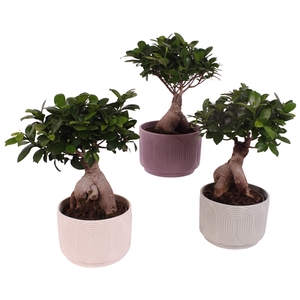 Ficus m. Ginseng Ball Shape Ø18cm in Ø20cm Ceramic SE571