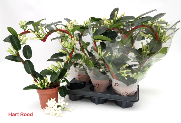 <h4>STEPH FL OV</h4>