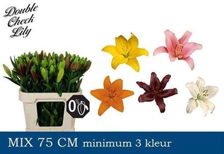 <h4>Li La Gem In Fust</h4>