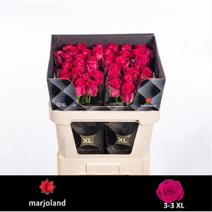 R Gr Xoch XL Marjoland