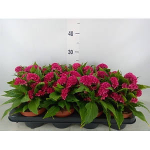Celosia arg. CR 'Twisted Pink'