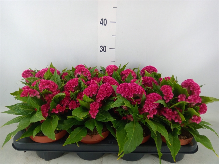<h4>Celosia arg. CR 'Twisted Pink'</h4>