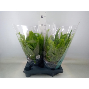 Nephrolepis exal. 'Green Lady'