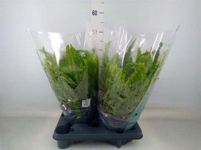 <h4>Nephrolepis exal. 'Green Lady'</h4>