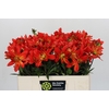 Dahlia Karma Fiesta