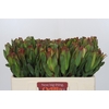 Leucadendron Laurel Yellow