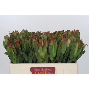 Leucadendron Laurel Yellow
