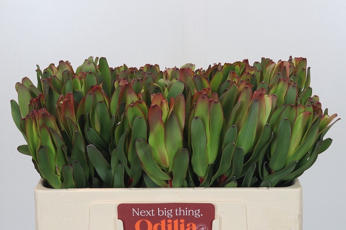Leucadendron Laurel Yellow