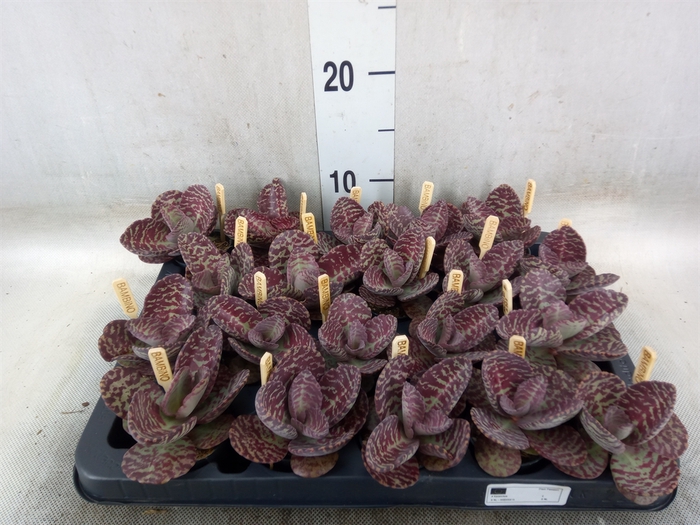<h4>Kalanchoe humilis 'Surpris Desert'</h4>