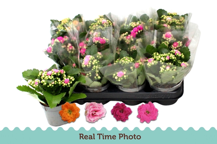 <h4>KAL GE GEM 4 KL</h4>