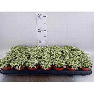 Fittonia  'Mosaic White Forest Fla'