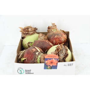 BOL HIPPEASTRUM SALMON 38-40CM