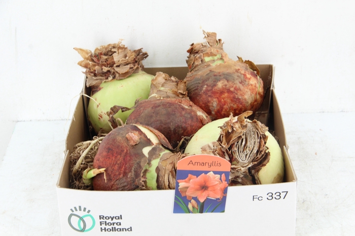 <h4>BOL HIPPEASTRUM SALMON 38-40CM</h4>