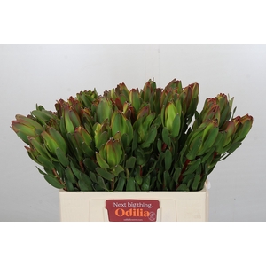 Leucadendron Laurel Yellow