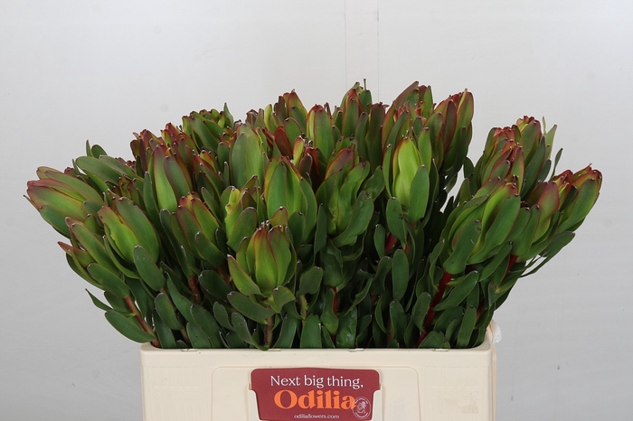 <h4>Leucadendron Laurel Yellow</h4>