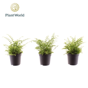 Nephrolepis Green Fantasy