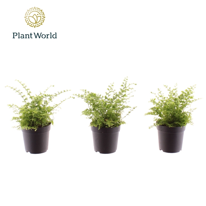 Nephrolepis Green Fantasy