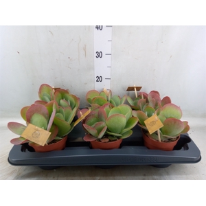 Kalanchoe NF thyrsiflora