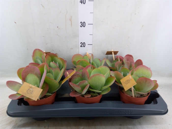 <h4>Kalanchoe NF thyrsiflora</h4>