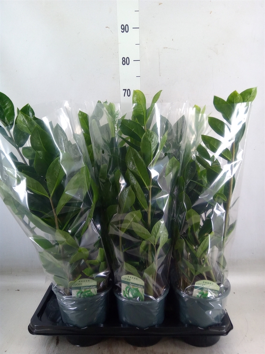 <h4>Zamioculcas zamiifolia</h4>