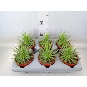 Agave stricta 'Nana'