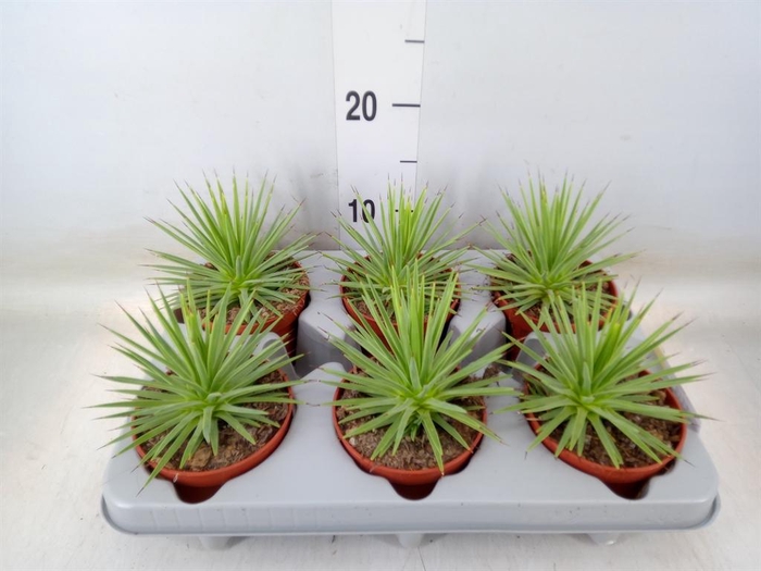 <h4>Agave stricta 'Nana'</h4>