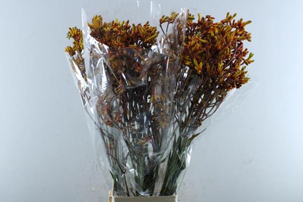 <h4>Anigoz Gold Fever (or)90</h4>
