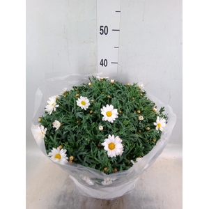 Argyranthemum   ...