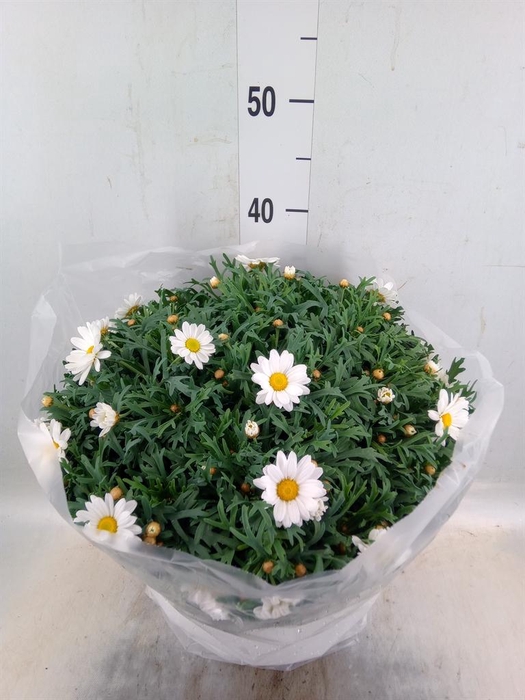 <h4>Argyranthemum   ...</h4>
