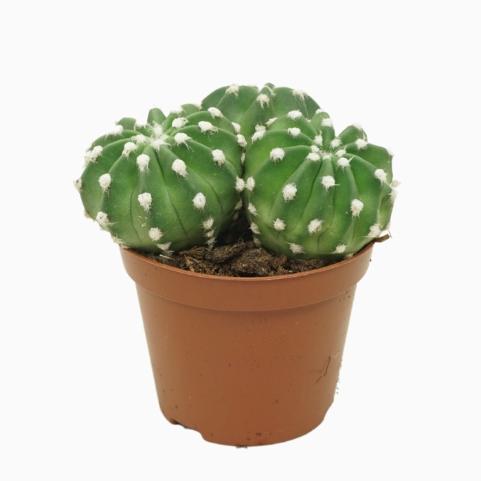 <h4>Echinopsis oxygona</h4>