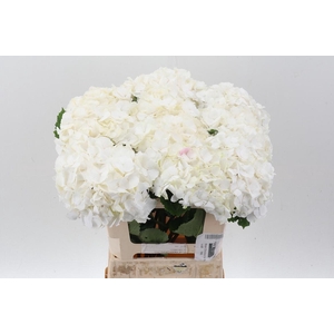 Hydr M Ch Whi Verena