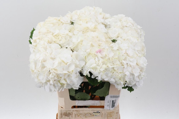 <h4>Hydr M Ch Whi Verena</h4>