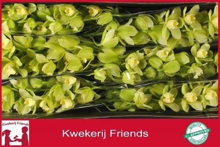 <h4>Cymb T Mint Ice</h4>