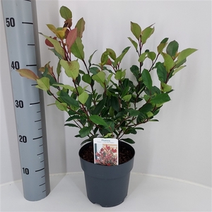 Photinia x fraseri 'Little Red Robin' P17 (C2) - struik