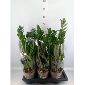 Zamioculcas zamiifolia