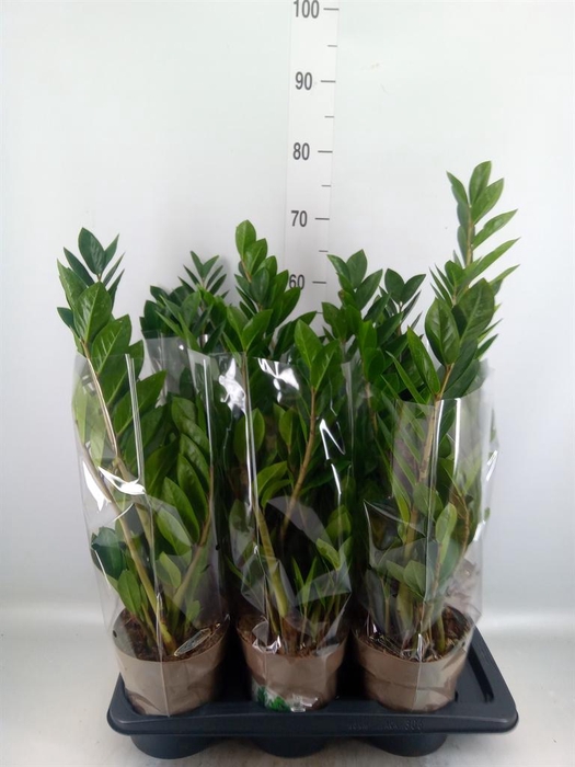 <h4>Zamioculcas zamiifolia</h4>