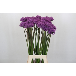 Allium Gladiator