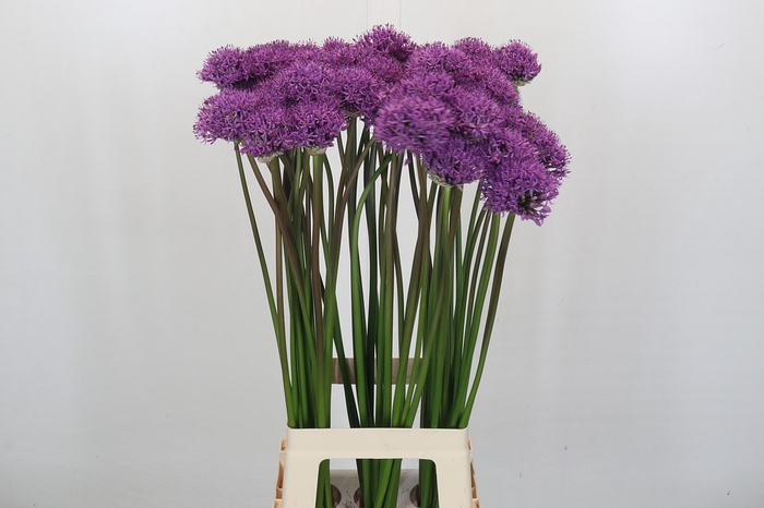 Allium Gladiator