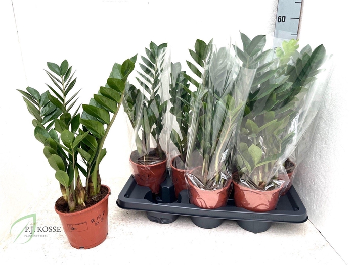 <h4>ZAMIO ZAMIIFOLIA</h4>