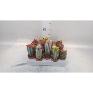 Cactus   ...decorated