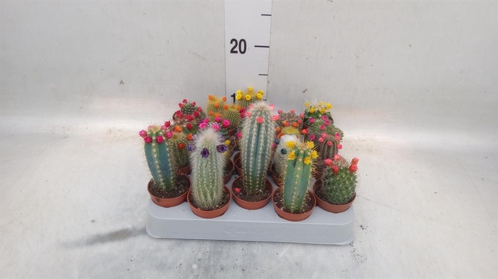 <h4>Cactus   ...decorated</h4>