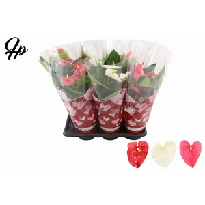 Anthurium 17 cm 3 color mix in Couture hearts sleeve