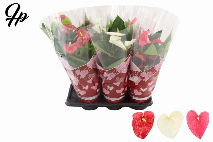 <h4>Anthurium 17 cm 3 color mix in Couture hearts sleeve</h4>