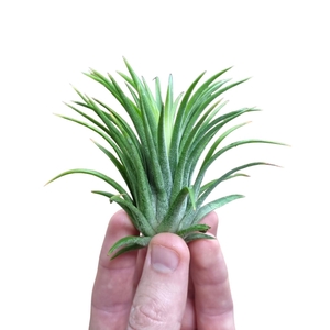 Tillandsia ionantha rubra large