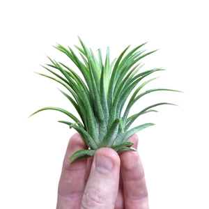 Tillandsia ionantha rubra large